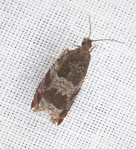Réf. 290 245 : Ancylis achatana